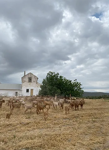 Elaboración del queso en fábrica