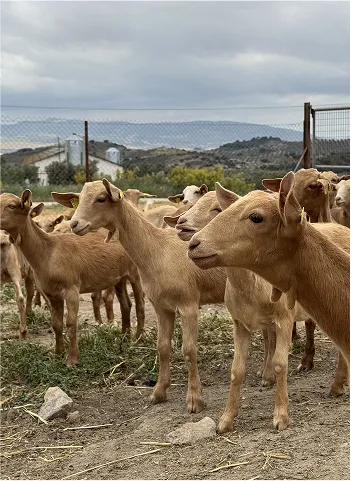 Elaboración del queso en fábrica
